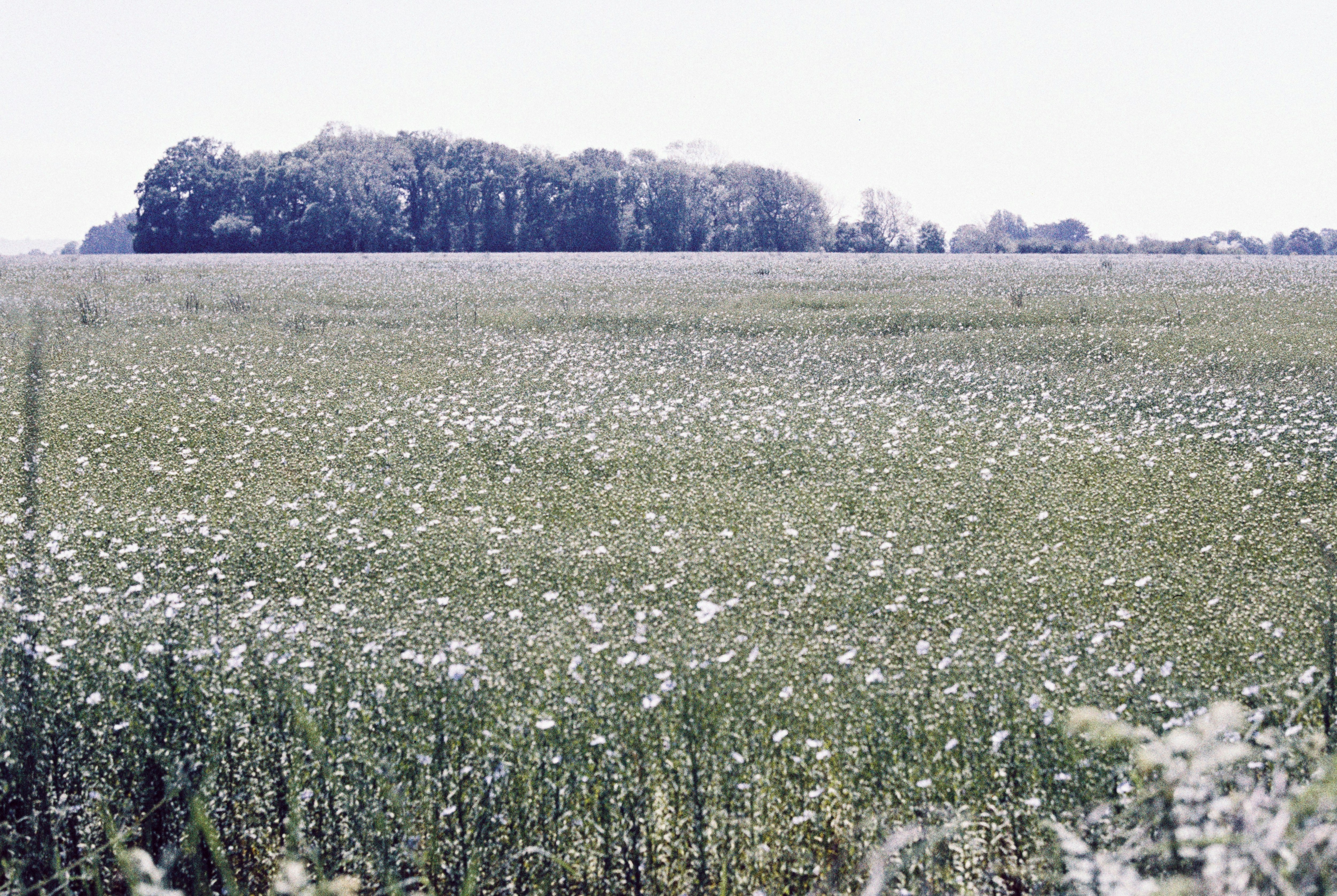 Flaxseed in natural/raw form